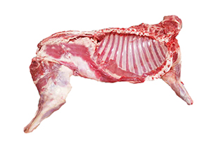 Lamb